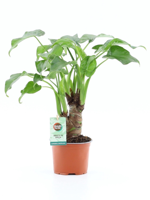 <h4>Alocasia Cucullata op stam</h4>