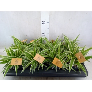 Chlorophytum com. 'Ocean'