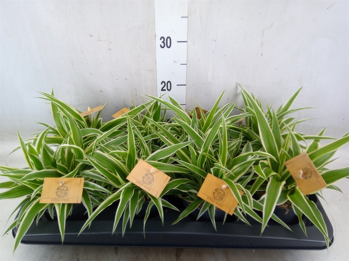 <h4>Chlorophytum com. 'Ocean'</h4>