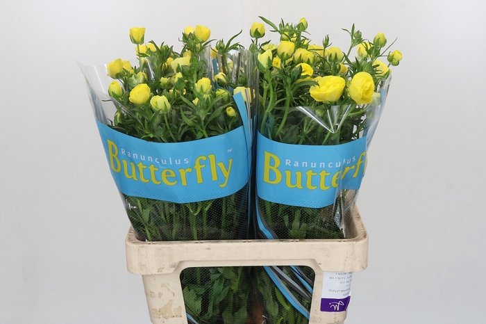 <h4>Ranunculus Butterfly Phytalos</h4>