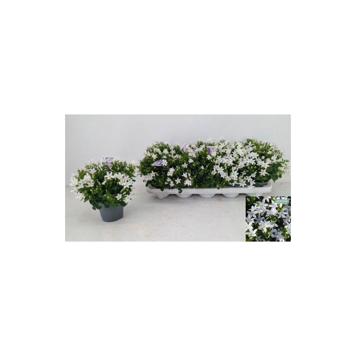 <h4>CAMP POR AMBE WHITE</h4>