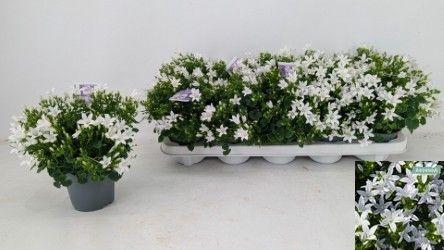 <h4>CAMP POR AMBE WHITE</h4>