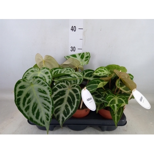 Anthurium   ...