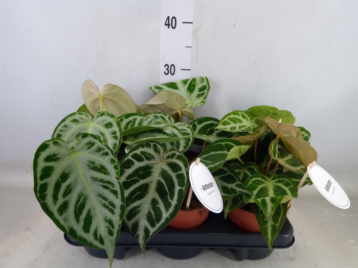 <h4>Anthurium   ...</h4>