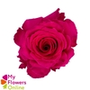 R Gr Full Monty Hot Pink 60cm EC