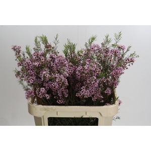 Chamelaucium Early Nir