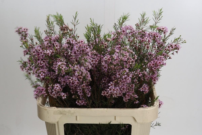 <h4>Chamelaucium Early Nir</h4>