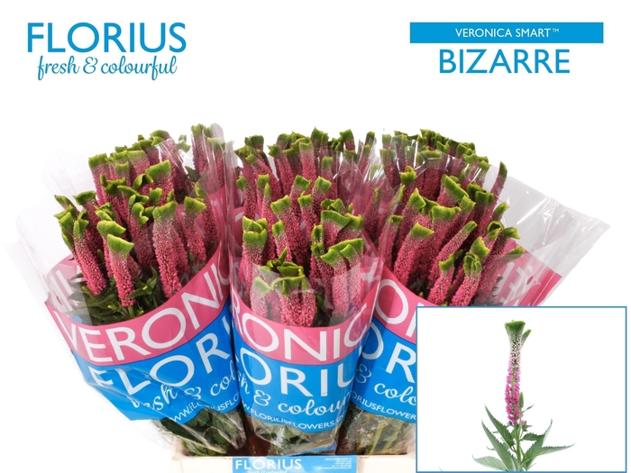 <h4>VERON SMART BIZARRE</h4>