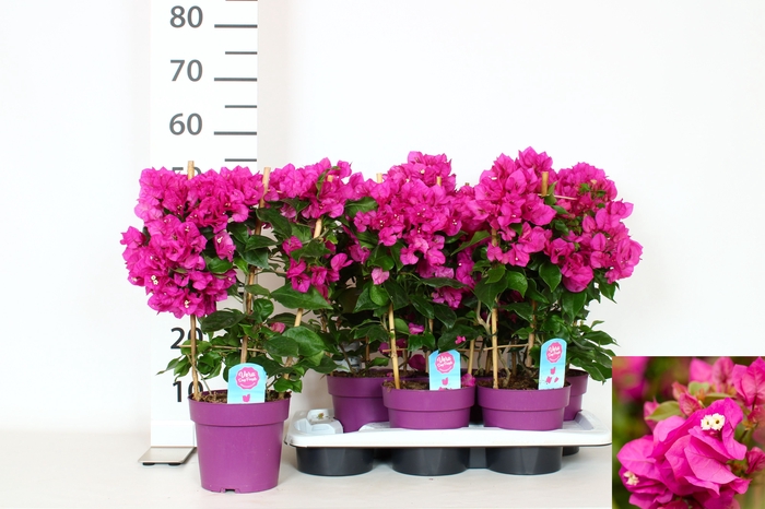 <h4>BOUGAINV VERA D P IM</h4>