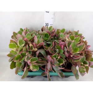 Kalanchoe NF   ...
