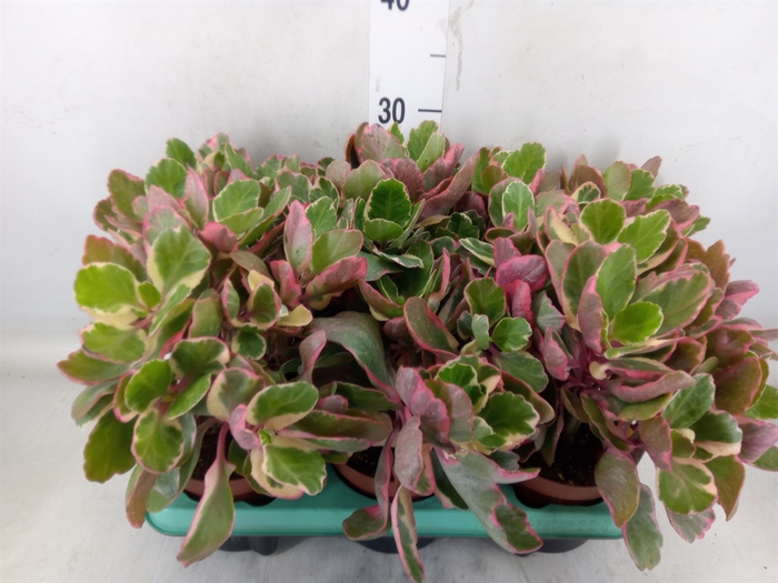 <h4>Kalanchoe NF   ...</h4>