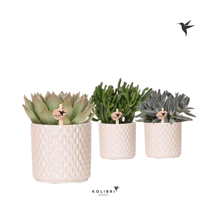 <h4>Kolibri Greens Succulenten mix in Diamond Pearl travertine</h4>