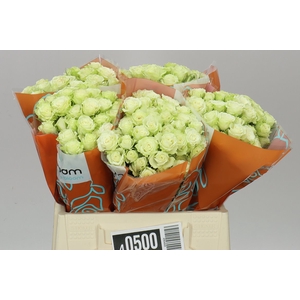 Rosa Tr Green Glow