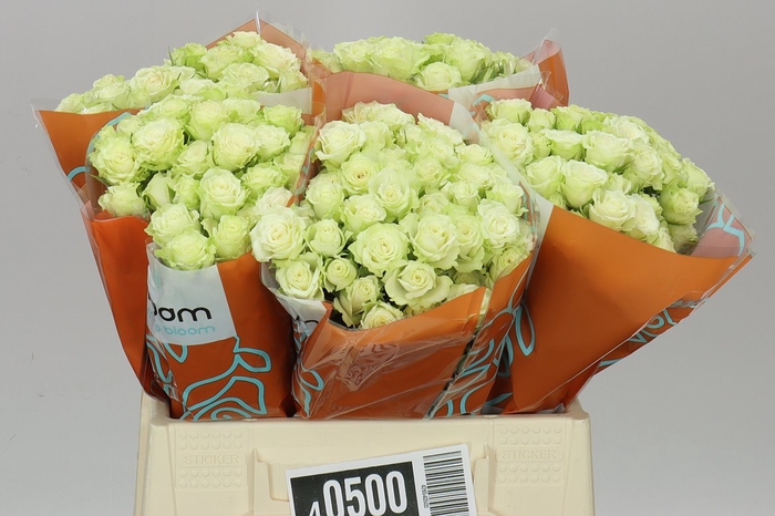 <h4>Rosa Tr Green Glow</h4>