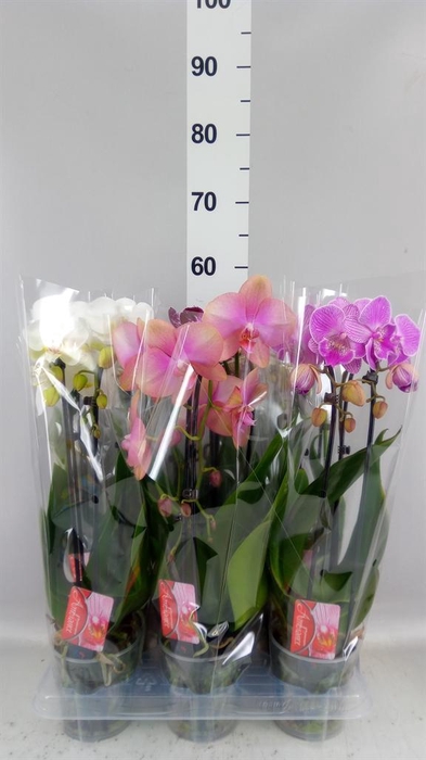 <h4>PHALAENOPSIS 'ELEGANT CASCADE'</h4>