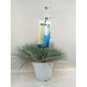 Festuca glauca 'Intens Blue'