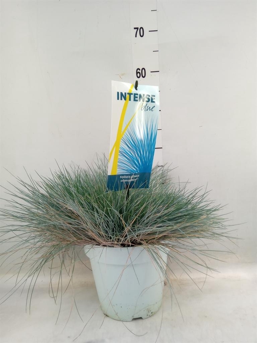 <h4>Festuca glauca 'Intens Blue'</h4>