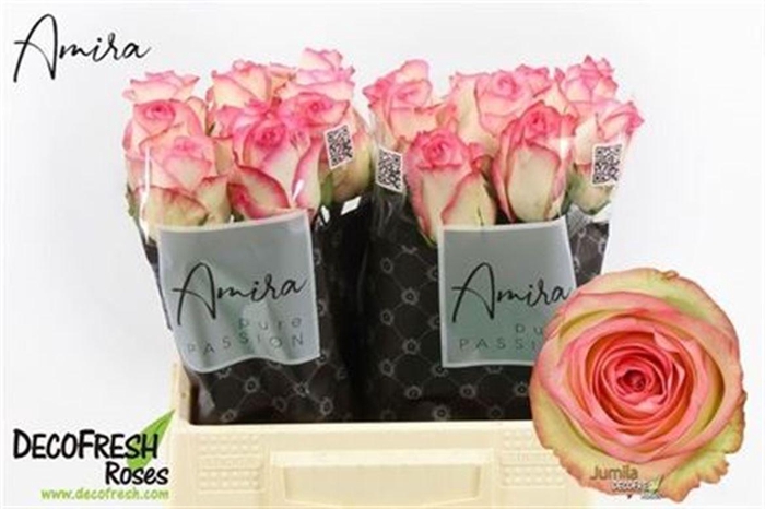 <h4>R Gr Jumilia</h4>