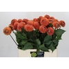Dahlia Cornel Bronze