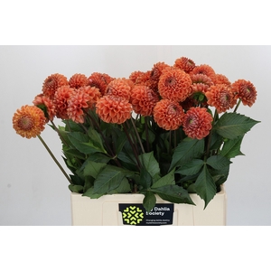 Dahlia Cornel Bronze