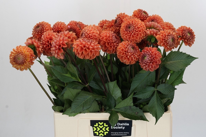 Dahlia Cornel Bronze