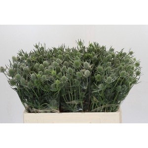 Eryngium Silver Dynamite