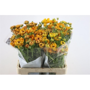 Ran. Moderna Vivaldi