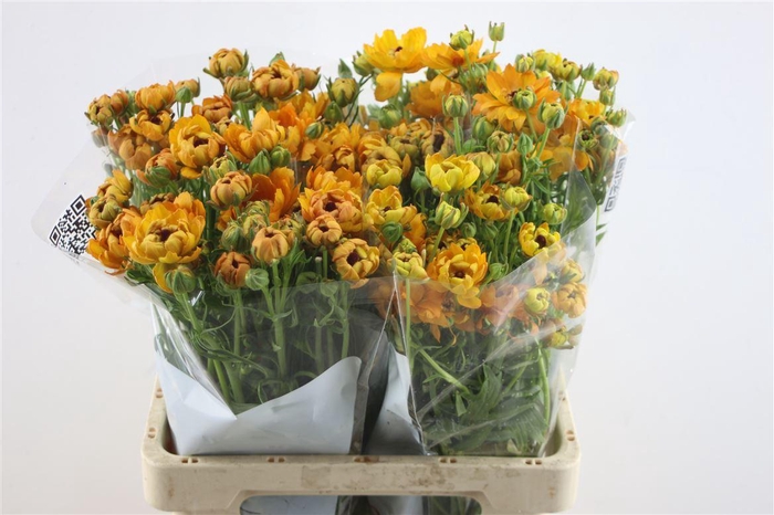 <h4>Ran. Moderna Vivaldi</h4>