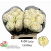 R Gr Lady Lindsey+