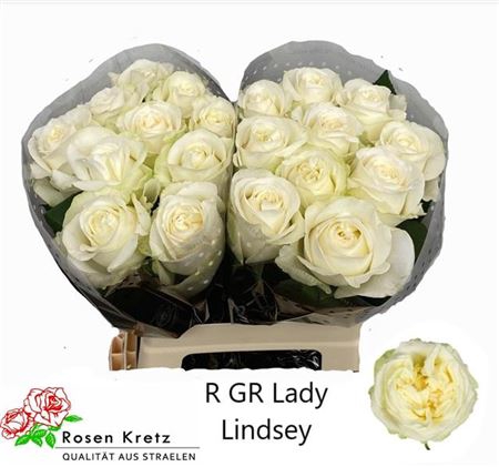 <h4>R Gr Garden Lady Lindsey+</h4>