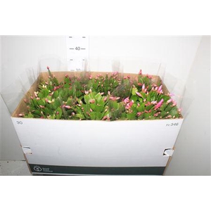 Schlumb Gem 3 Kl 80+