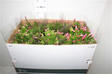 <h4>Schlumb Gem 3 Kl 80+</h4>