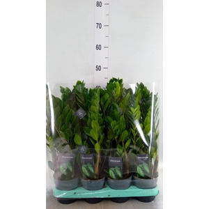 Zamioculcas zamiifolia 'Lima'