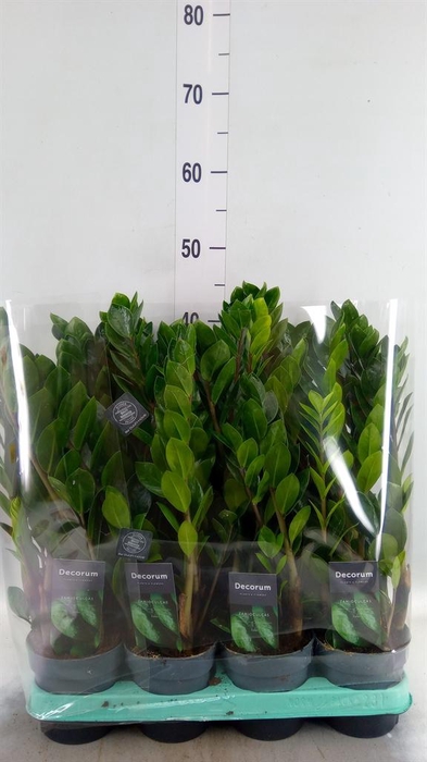 <h4>Zamioculcas zamiifolia 'Lima'</h4>