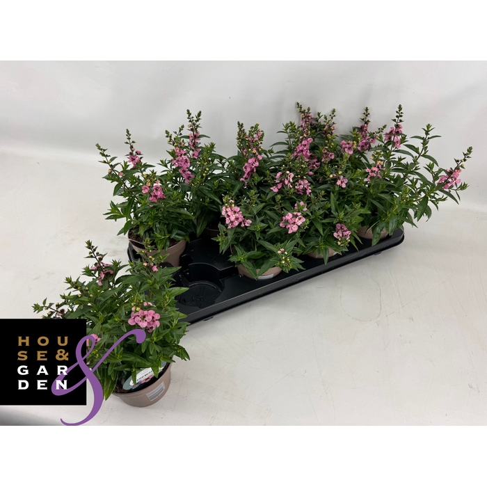 <h4>ANG SE LAVENDER</h4>