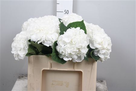 <h4>Hydr M Royal Princes</h4>
