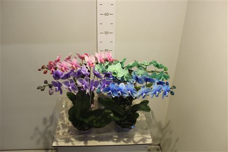 Phal Wonder Of Nature Bow 16+