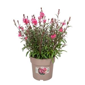 Gaura Pink