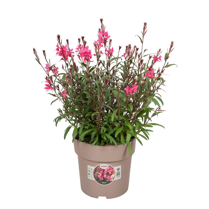 <h4>Gaura Pink</h4>