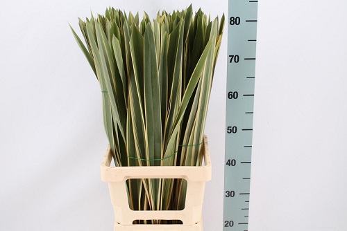 <h4>Phormium bont</h4>