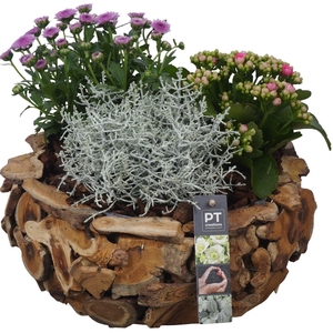 Arr. Tuinplanten H%