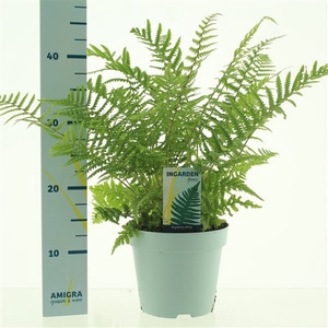 Dryopteris affinis