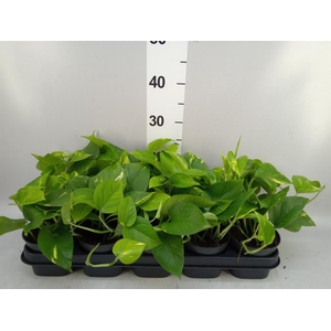 Epipremnum pinn. 'Aureum'