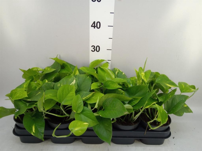 <h4>Epipremnum pinn. 'Aureum'</h4>