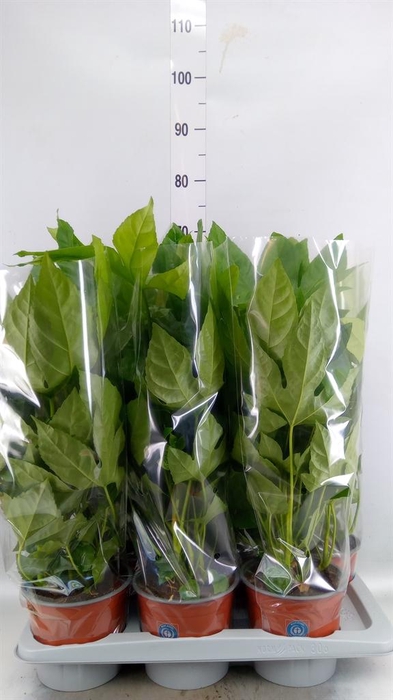 <h4>Fatsia japonica   ...</h4>
