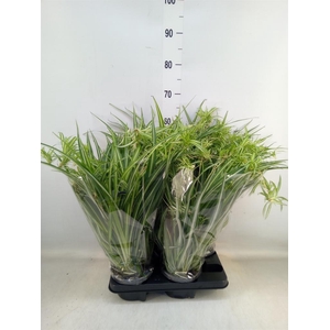 Chlorophytum com. 'Variegatum'