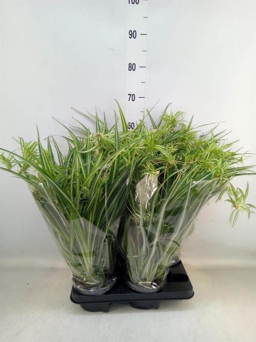 <h4>Chlorophytum com. 'Variegatum'</h4>