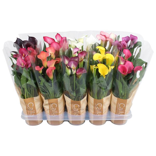 <h4>Zantedeschia gemengd Calla mix in bedrukte hoes</h4>