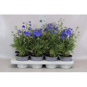 Delphinium grand. 'Delfix Blue'