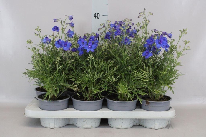 <h4>Delphinium grand. 'Delfix Blue'</h4>